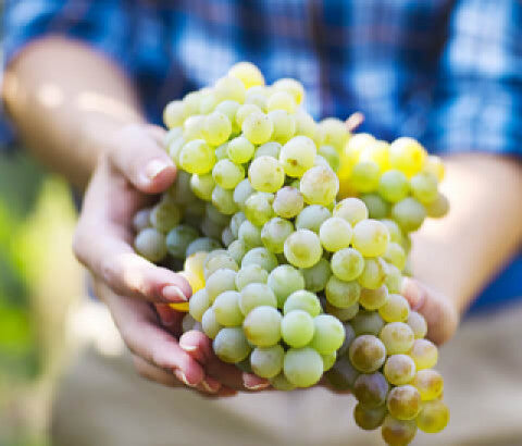 Frische grüne Weintrauben werden von einer Person mit beiden Händen gehalten – Ernte von Weißweintrauben im Weinberg.